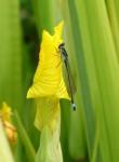 photo ou logo de 3e Village des plantes de Magny-les-Hameaux