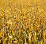 photo ou logo de Agriculture intensive, urbanisation galopante, ... Les scientifiques sonnent lalarme