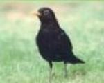 photo ou logo de Dcouverte du Bassin DArcachon et de ses oiseaux pendant la migration